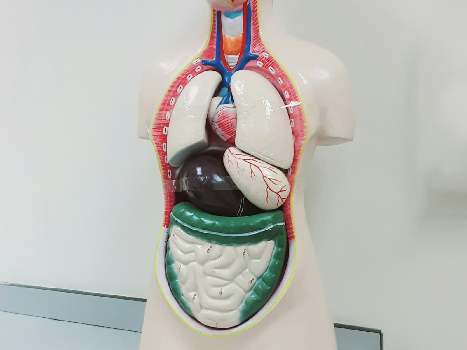 Modelo anatómico del torso humano en el que se ven el estómago, el hígado y los intestinos, del tipo que se usa para explicar en consulta.